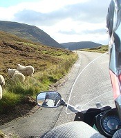 moutons sur le bord de la route en Ecosse