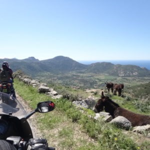moto sur une route corse avec des ânes