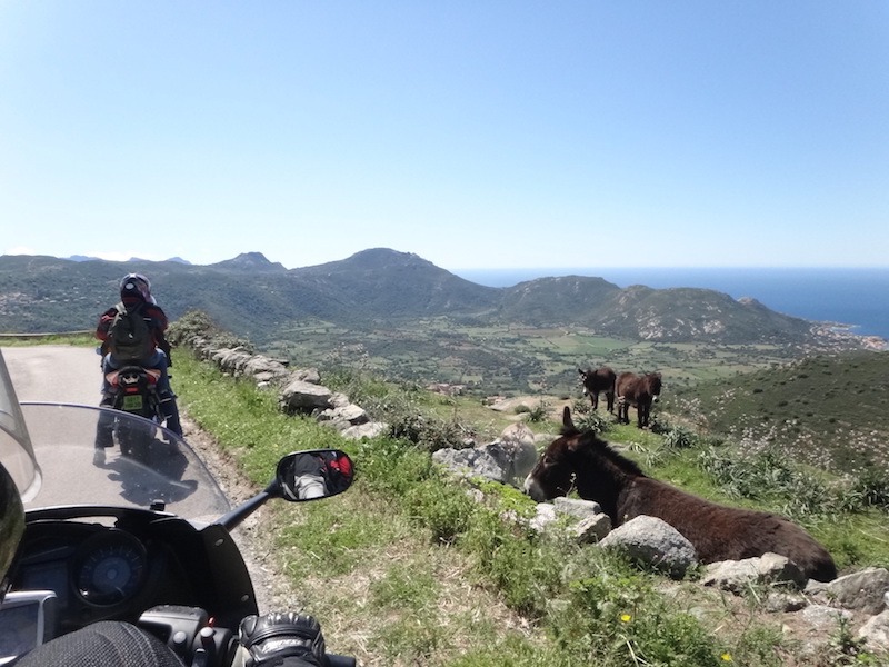 moto sur une route corse avec des ânes
