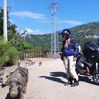 Motard et cochons sur une route en Corse
