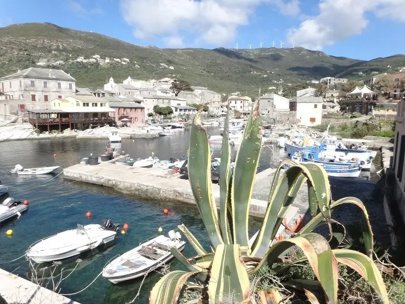 Plante-aloe Vera-Corse à moto – île de beauté et hôtels de charme-Itinéraires-Evasion