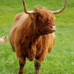 Vache Ecossaise Itinéraires Evasion