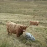 Vache-Ecosse-Typique-Itinéraires-Evasion