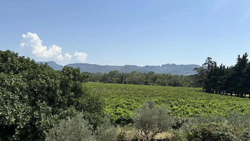Le mont Ventoux vu depuis les Dentelles de Montmirail
